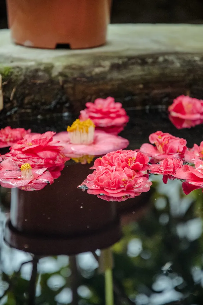 水礼来海报，花朵，开花植物，植物，新鲜度，粉红色，自然之美，花瓣