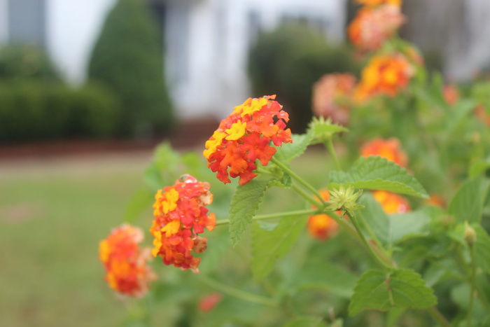 美国，教堂山，夏季，春季，灌木，花卉，开花植物，花卉