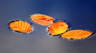 干燥，树叶，平静，水，秋天，秋天的树叶，金色的秋天，自然