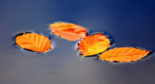 干燥,树叶,平静,水,秋天,秋天的树叶,金色的秋天,自然 干燥,树叶,平静,水,秋天,秋天的树叶,金色的秋天,自然