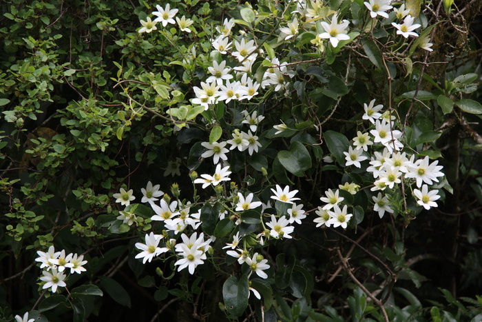 新西兰，西海岸，白花，植物，铁线莲，灌木花，攀缘植物，新西兰本土花