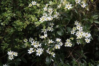新西兰，西海岸，白花，植物，铁线莲，灌木花，攀缘植物，新西兰本土花