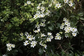 新西兰，西海岸，白花，植物，铁线莲，灌木花，攀缘植物，新西兰本土花