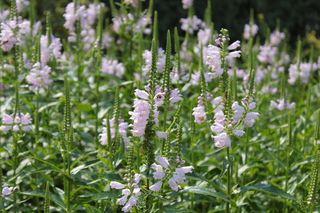 花卉，植物园，丹佛，花卉，开花植物，植物，脆弱性，自然之美