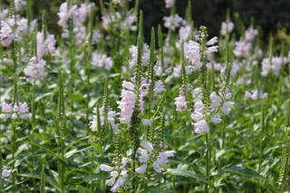 花卉，植物园，丹佛，花卉，开花植物，植物，脆弱性，自然之美
