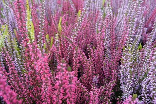 杂色，沼泽，花，杂色，自然，杂色粉，calluna，开花植物