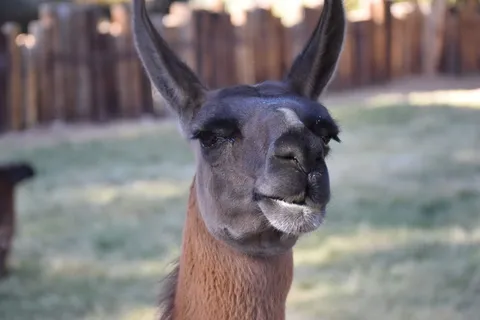 亚利桑那州,美国,思考,美洲驼,动物,特写,动物园,动物主题 亚利桑那州,美国,思考,美洲驼,动物,特写,动物园,动物主题