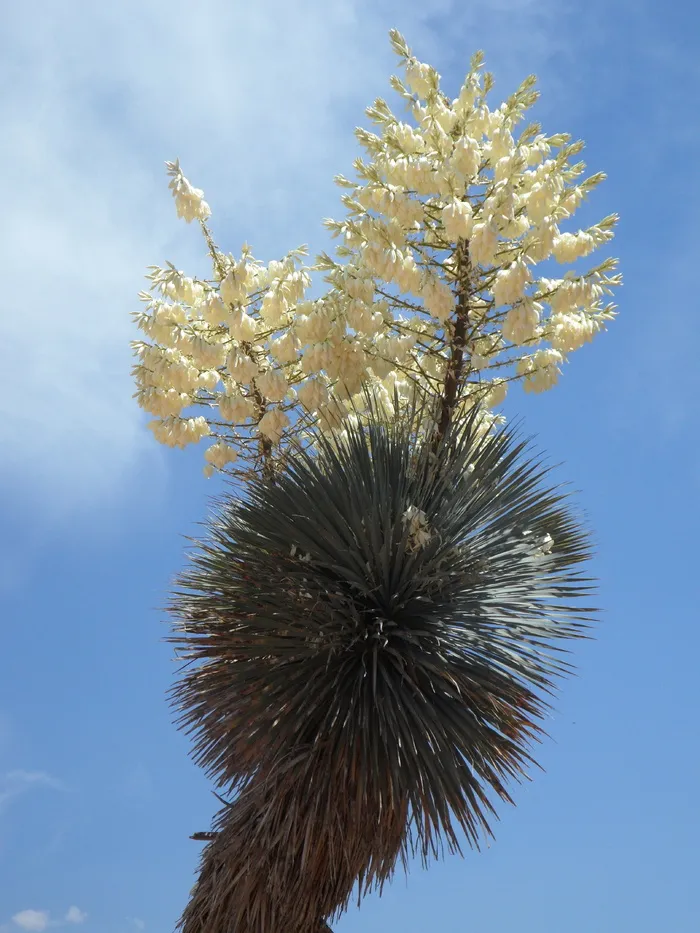 丝兰，丝兰棕榈，开花，开花，花序，植物群，白色，树