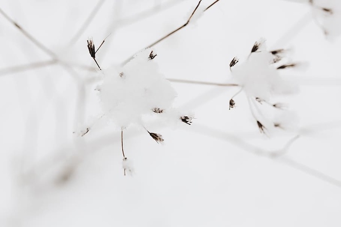 干树枝上的雪