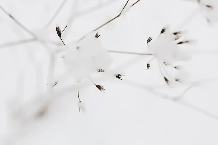 干树枝上的雪