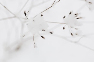 干树枝上的雪