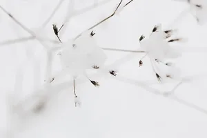 干树枝上的雪