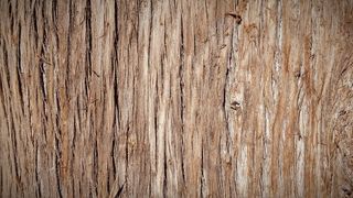 树干，树皮，树皮，自然，木材，树木，纹理，树皮纹理