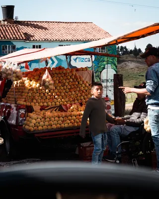 人，人，植物，食物，水果，农产品，柑橘类水果，葡萄柚