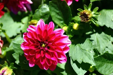 花朵,粉色,自然,花朵,植物,春天,花朵,花瓣 花朵,粉色,自然,花朵,植物,春天,花朵,花瓣