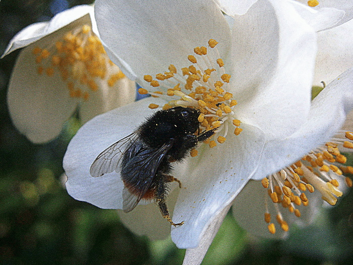 hummel，大黄蜂，bombus，无人机，人，大黄蜂国家，内部工人，女王
