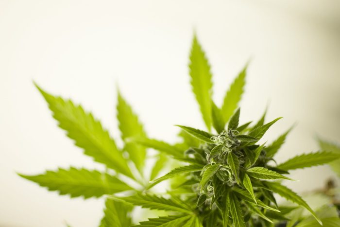 选择性，聚焦照片，绿色，大麻，叶子，大麻，哈希，叶子