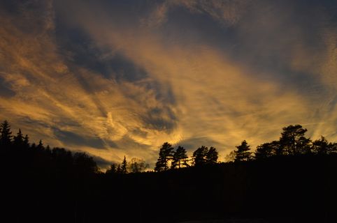 挪威，sognsvann，森林，树木，天空，日落，树木，云-天空