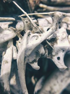 骨，骨骼，骨骼，解剖学，解剖学，动物学，死亡，死亡