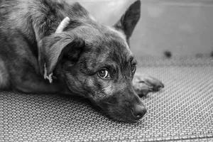 狗，小狗，动物，毛茸茸的，可爱的，黑白相间的，家养的，一只动物