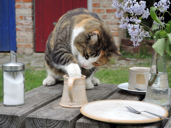 猫、桌子、推杆、爪子、马克杯、甜食、偷奶贼、一种动物