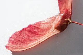 日本枫树, 种子, Hebrst, 秋天的颜色, 枫, 多彩, 颜色, 红色