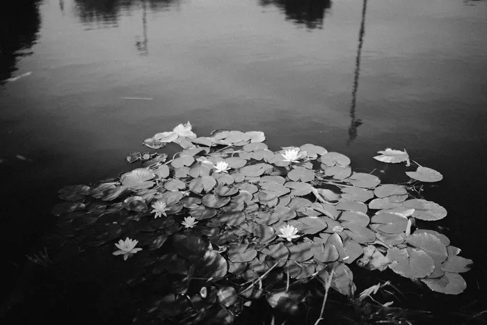 水，水里的花，水与叶，带状，阿勒冈图片，壁纸，背景，自然之美