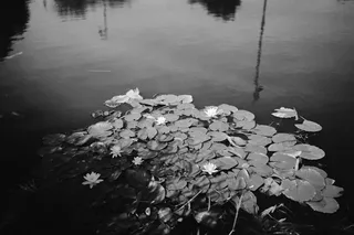 水，水里的花，水与叶，带状，阿勒冈图片，壁纸，背景，自然之美