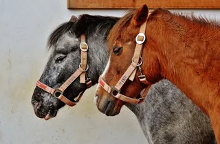马，动物救援，有蹄动物，好帮手，庇护所，动物福利，动物，喜欢动物