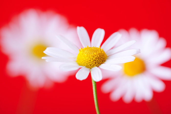 洋甘菊、花朵、红色、背景、特写、白色、雏菊