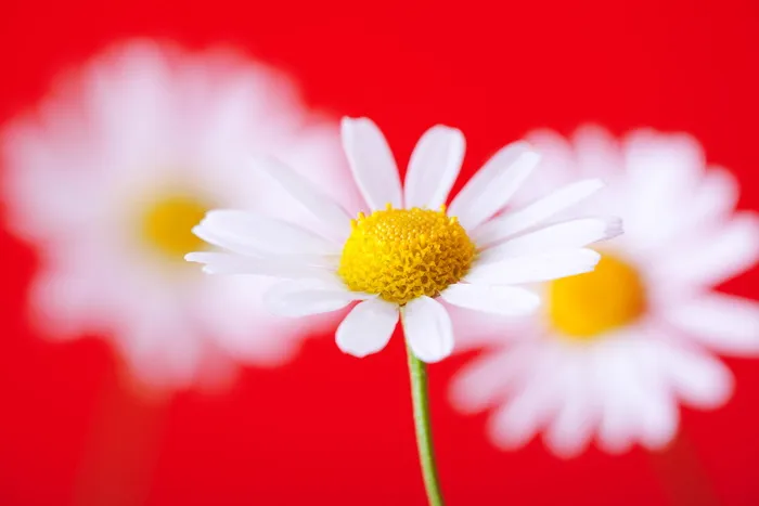 洋甘菊、花朵、红色、背景、特写、白色、雏菊