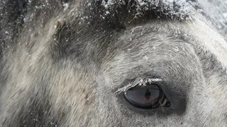 选择性, 聚焦摄影, 马, 眼, 马头, 睫毛, percheron, 草稿