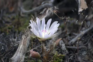 白色，花瓣植物，地面，花，野花，自然，和平，安静