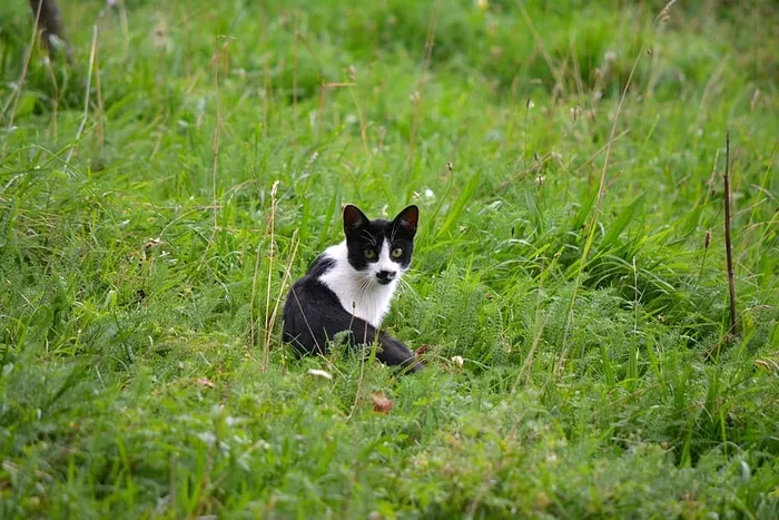 猫，宠物，小猫，好奇，看，草，家养，一只动物