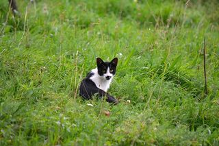 猫，宠物，小猫，好奇，看，草，家养，一只动物