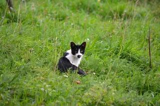 猫，宠物，小猫，好奇，看，草，家养，一只动物