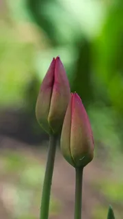 芽,花,自然,花,植物,夏天,夏天的花,郁金香 芽,花,自然,花,植物,夏天,夏天的花,郁金香