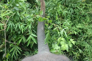 泰国，清迈，动物，fpv，第一人称，绿色，植物，叶子