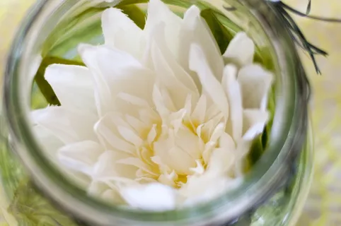 花，开花，开花，装饰，植物，白花，夏天，春天