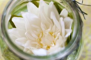 花，开花，开花，装饰，植物，白花，夏天，春天