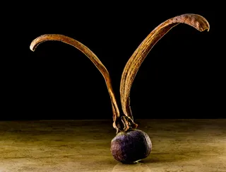 种子，发芽，柚木，种子球，柚木种子，翅，柚木，果实