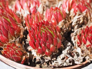 屋顶韭菜，真正的韭菜，普通的姜黄，高山韭菜，韭菜，厚板温室，虎耳草，多汁植物