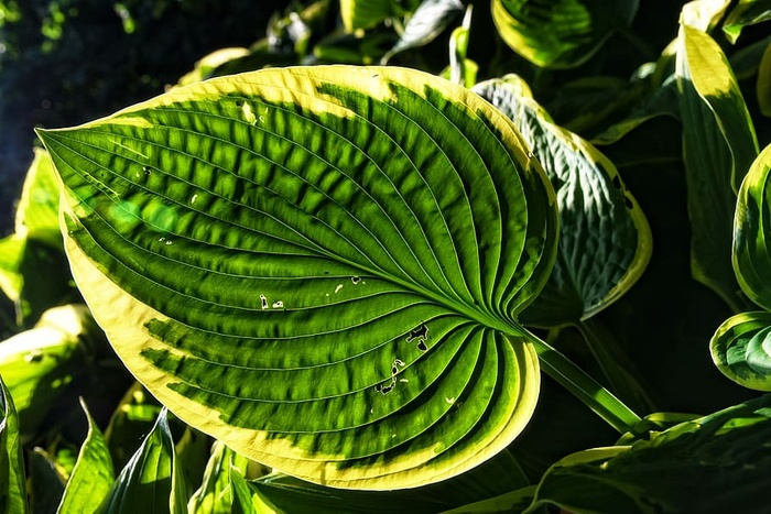 绿色，卵形，叶状，植物，玉簪，大蕉百合，吉博希，观叶植物