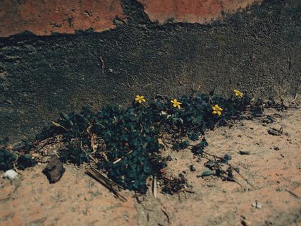 哥伦比亚，波哥大，自然，城市，花卉，植物，没有人，生长