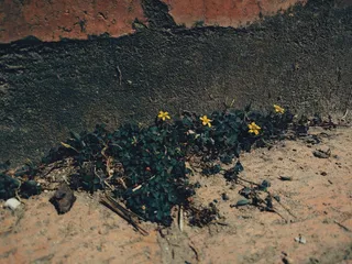 哥伦比亚，波哥大，自然，城市，花卉，植物，没有人，生长