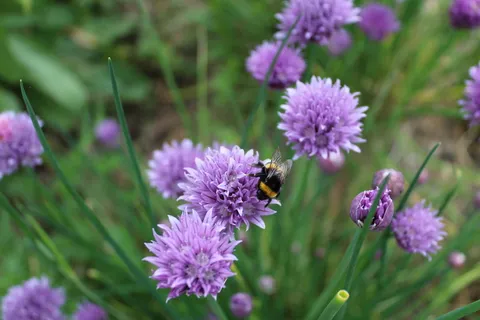 采购产品韭菜,芳香植物,韭菜花,草药,蜜蜂,昆虫,花园,开花植物 采购产品韭菜,芳香植物,韭菜花,草药,蜜蜂,昆虫,花园,开花植物