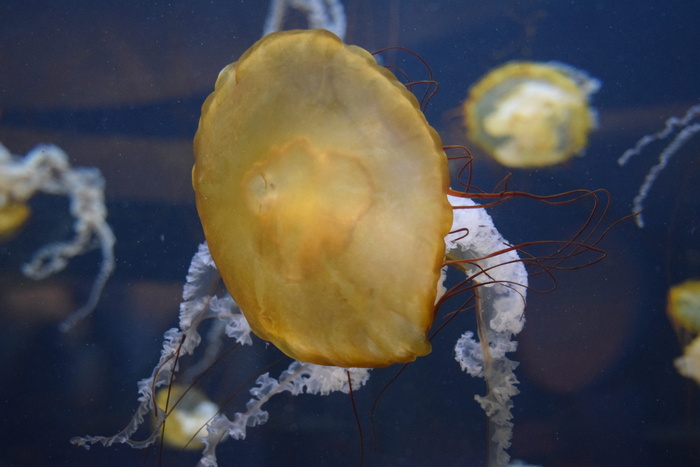 果冻鱼, 水生, 水族馆, 海, 海洋, 水, 触角, 水下