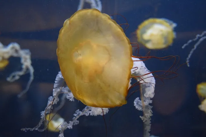 果冻鱼, 水生, 水族馆, 海, 海洋, 水, 触角, 水下