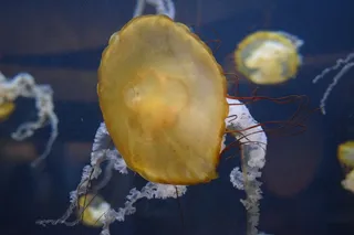 果冻鱼, 水生, 水族馆, 海, 海洋, 水, 触角, 水下