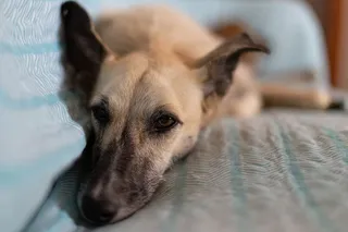 狗，沙发，白色，杂交，平和，一种动物，宠物，家养